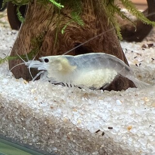 ヤマトヌマエビスノーホワイト メス1匹(抱卵中)