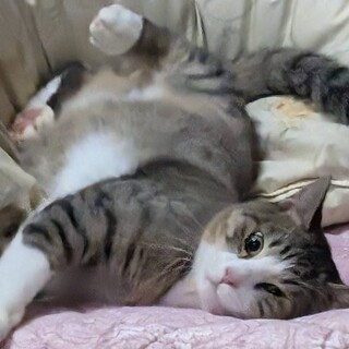 めちゃくちゃ甘えん坊な男の子です♪