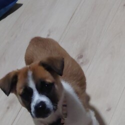 しつけとぼんちゃん