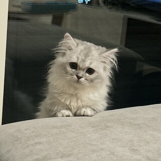 短足ミヌエットの子猫の里親募集してます