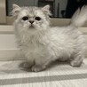 短足ミヌエットの子猫の里親募集してます サムネイル5