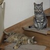 ぽんさくら