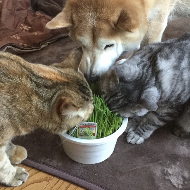 ぽんさくらのカバー写真