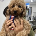 可愛いフワモコ⭐︎トイプードルレッドあんずちゃん