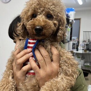 可愛いフワモコ⭐︎トイプードルレッドあんずちゃん