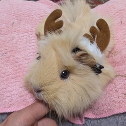 あわてん坊のサンタクロース(のトナカイ)