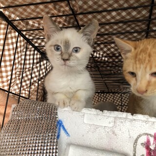 シャムミックス　はちみつちゃん