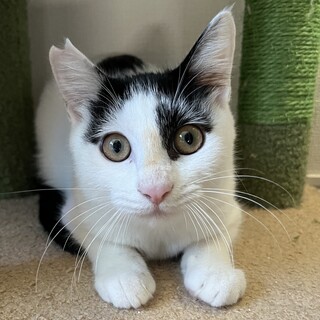 【トライアル決定!!】♡白黒かえでちゃん