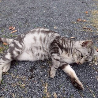 成猫ですが、可愛いです！