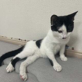 推定生後6〜7ヶ月の甘えん坊女の子