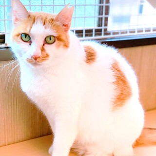 【1月17日譲渡会参加】茶白の小春ちゃん