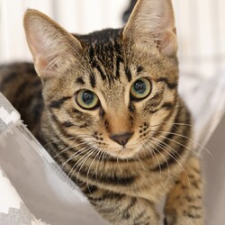 保護ねこ譲渡会 サムネイル3