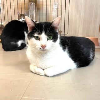 【1月17日譲渡会参加】黒白猫のココくん