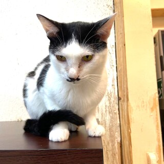 【1月17日譲渡会参加】黒白猫ハチワレのキズナくん