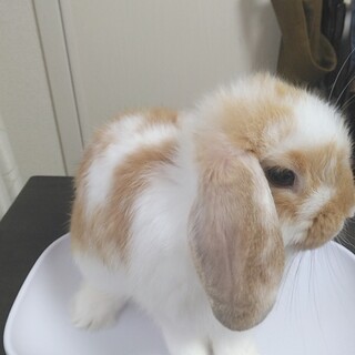 ホーランドロップの女の子2025.7.24生まれ