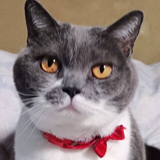 スコティッシュ可愛く元気なシニアです