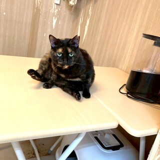 【1月17日譲渡会参加】サビ猫のすずなちゃん