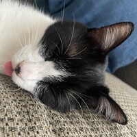 スティービィー