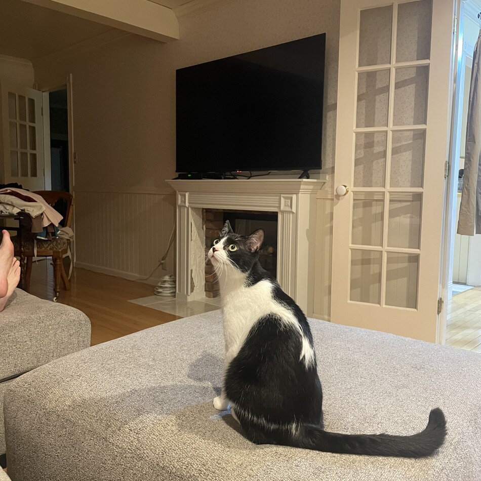 スティービィーのカバー写真