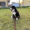 ポミ08