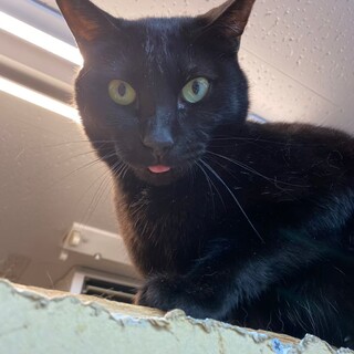 【1月17日譲渡会参加】黒猫のやまとくん