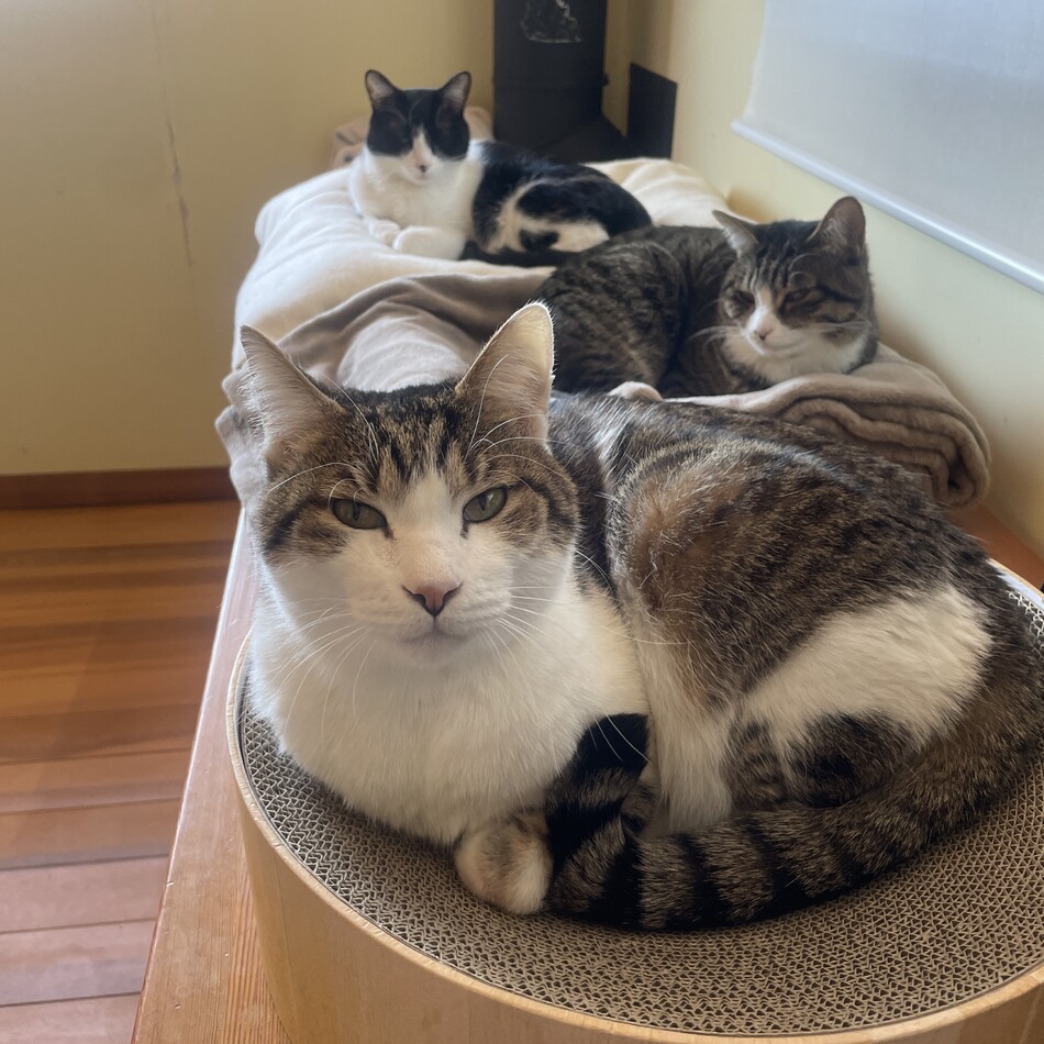 ポムのカバー写真