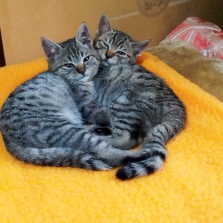 兄弟で捨てられた、キジトラ2ヶ月