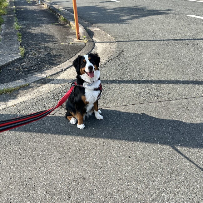 ポミ08のカバー写真