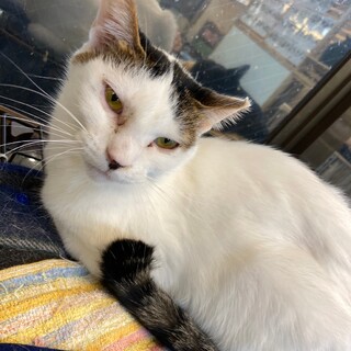 【1月17日譲渡会参加】キジ白猫の弥生ちゃん