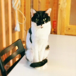 【12/20譲渡会参加】黒白猫ハチワレのちかちゃん