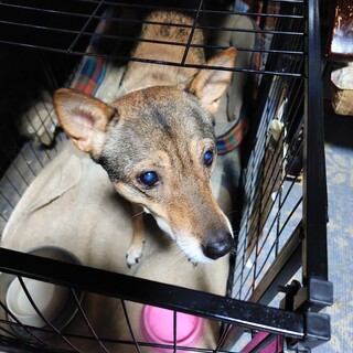 急募！飼い主が老齢の為託せる里親を急募します