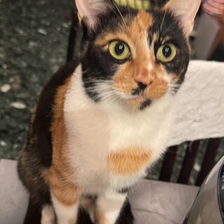 小柄な優しい性格のママ猫三毛猫１歳半