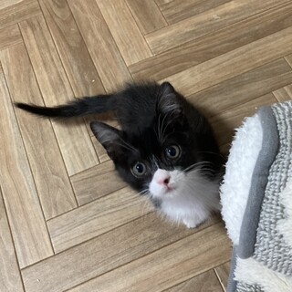 元気でなつこい男の子きなり君