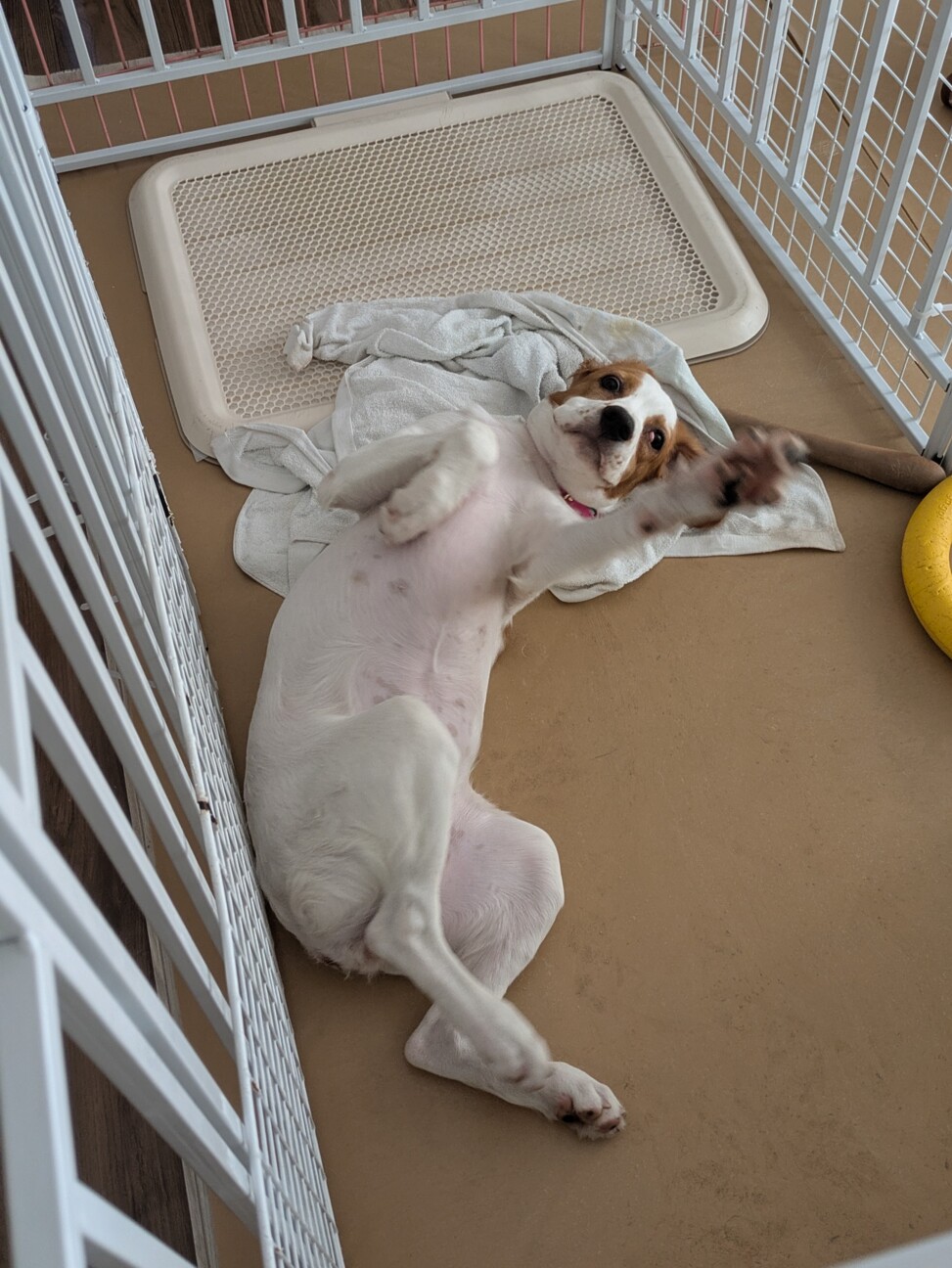 里親様決まりました！ サムネイル3