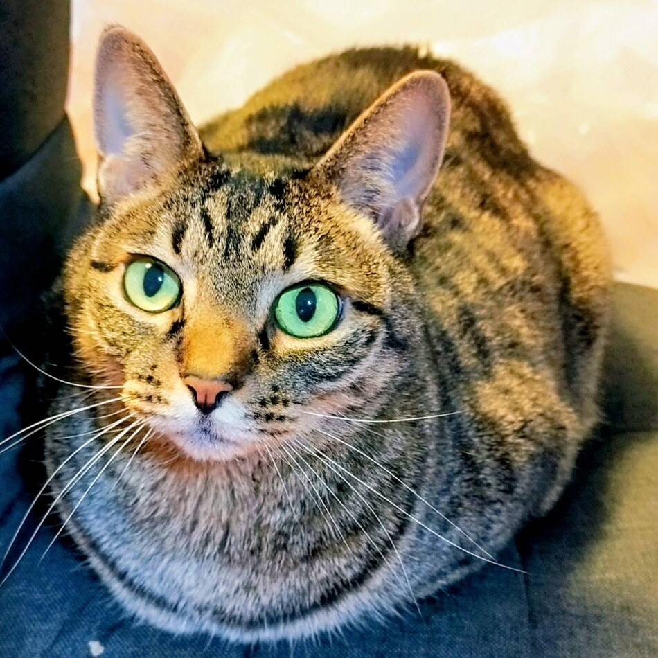 とらのカバー写真