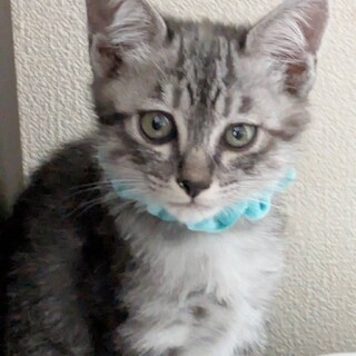 グレーと黒のトラ毛がかっこいい男の子