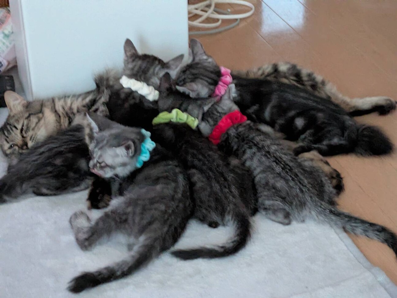 グレーと黒のトラ毛がかっこいい男の子 サムネイル2