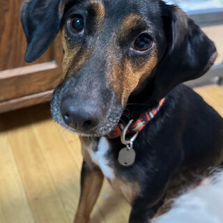 ☆ジャーマンハウンドの女の子♀☆