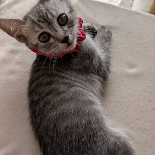 人が大好き、穏やかで可愛らしい女の子