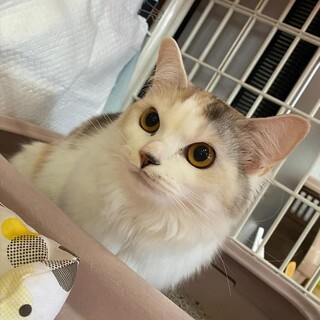 中毛パステル三毛　すまちゃん 里親様募集中！