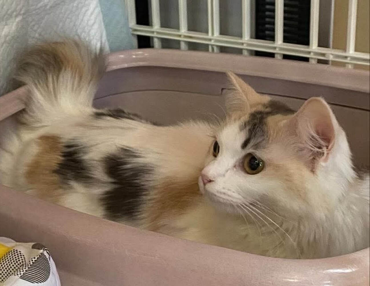 中毛パステル三毛 ひなつ」愛知県 - 猫の里親募集(530374