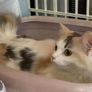中毛パステル三毛　ひなつるちゃん 里親様募集中！
