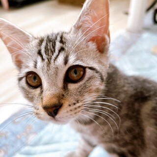 倉庫～ズ６兄妹　マイペースな フーア♂