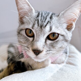 倉庫～ズ６兄妹　甘えん坊な ジーア♀