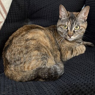 【京都】しっぽが半分曲がった甘えん坊な女の子