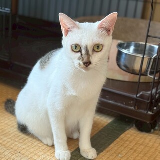 愛情深いママ猫のまひるちゃん