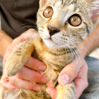 倉庫～ズ６兄妹　やんちゃ娘の コーア♀