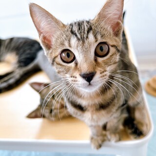 親ねこ3521 親ねこ3521 🍼ねこ親さん募集準備中🍼 ココちゃん (離乳後、本預かり