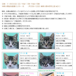 神奈川県動物愛護センター譲渡会のお知らせ