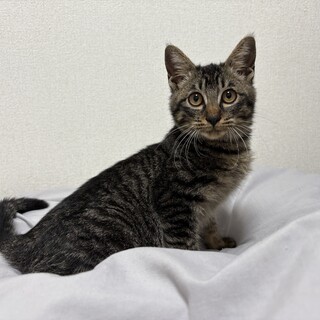 里親決定！ゆのくん／人慣れ抜群です！